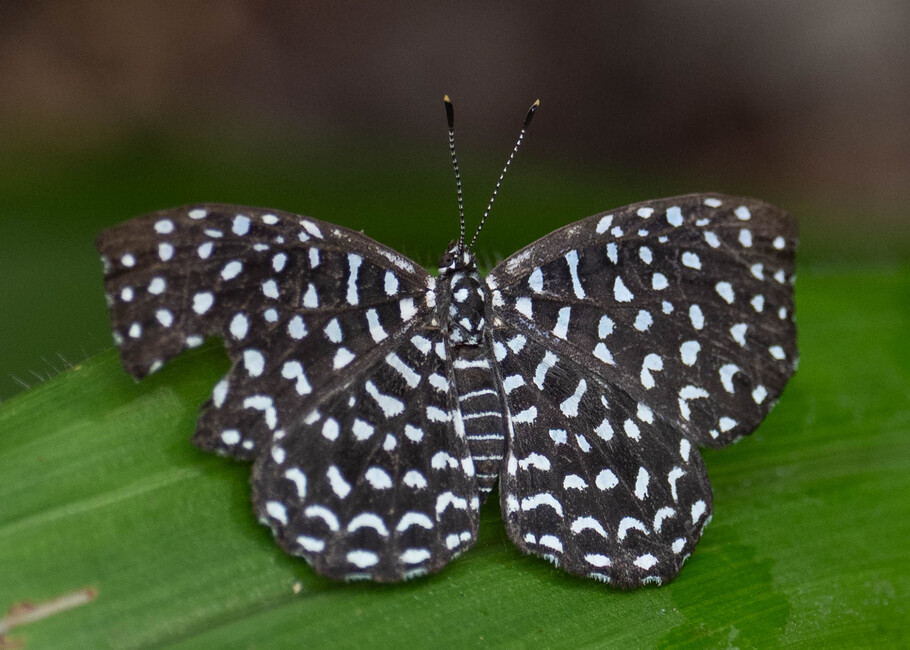 The butterfly Napaea actoris photographed in Satelite Mountain,Peru