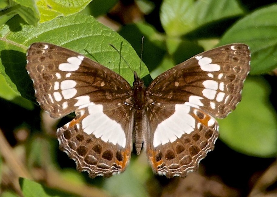 The butterfly Neptidopsis ophione nucleata photographed in Lake Duluti, Arusha,Tanzania