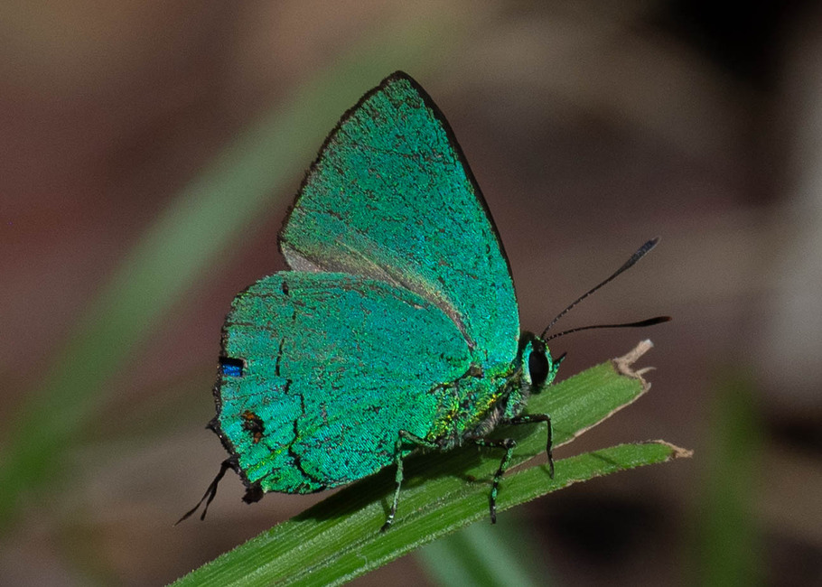 The butterfly Chalybs janias photographed in Satipo Club Social,Peru