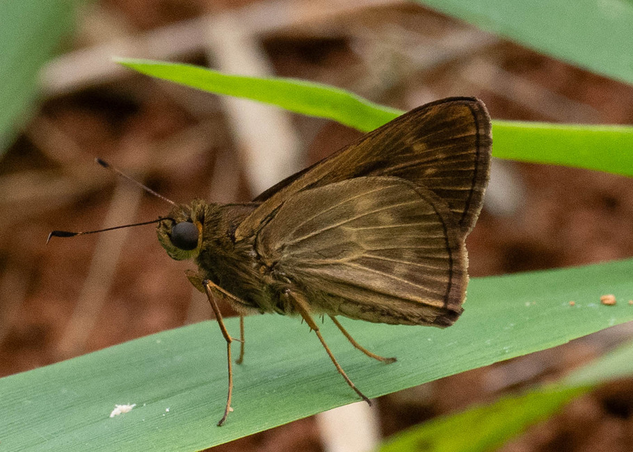 The butterfly Saturnus sp. photographed in Satipo Club Social,Peru