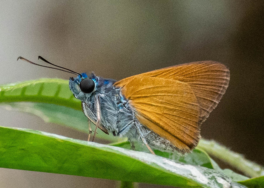 The butterfly Onophas columbaria columbaria photographed in Satipo area,Peru
