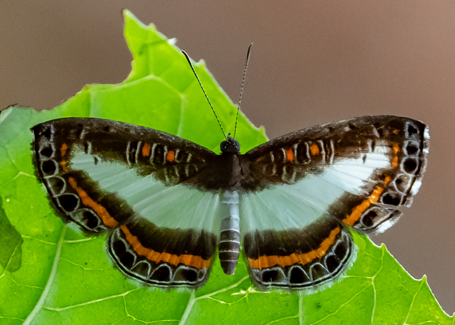 The butterfly Nymphidium photographed in Satipo Club Social,Peru