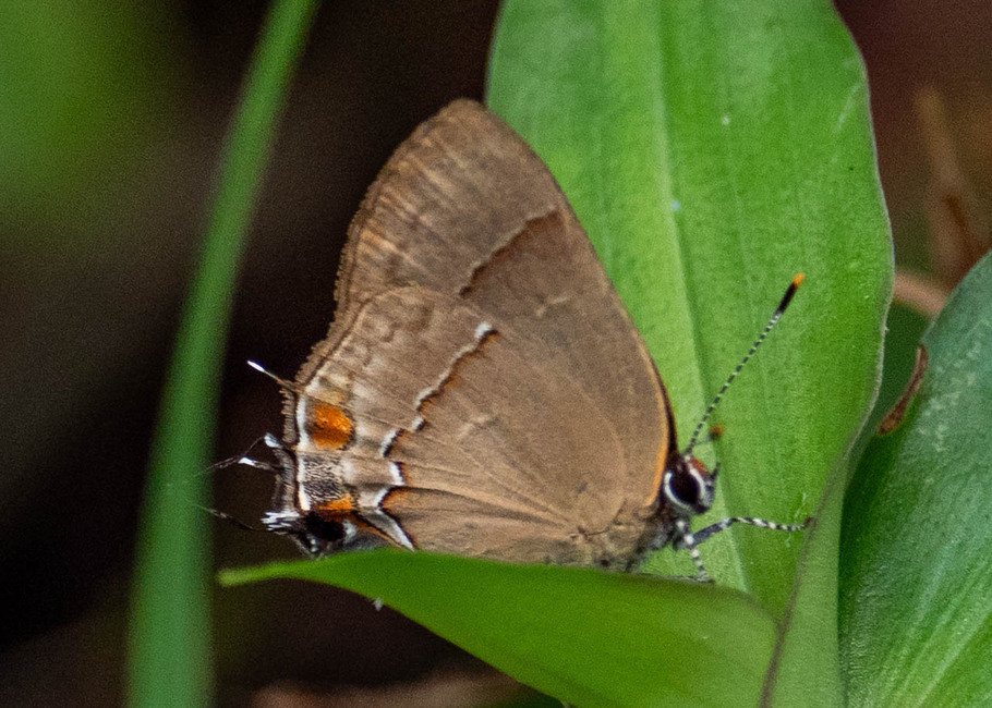 The butterfly Lamprospilus orcidia photographed in Satipo area,Peru
