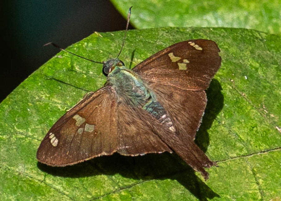 The butterfly Ectomis ceculus photographed in Satipo Club Social,Peru