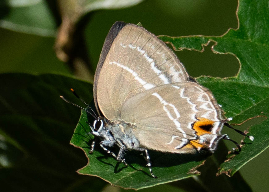 The butterfly Cupathecla cupentus photographed in Satipo area,Peru