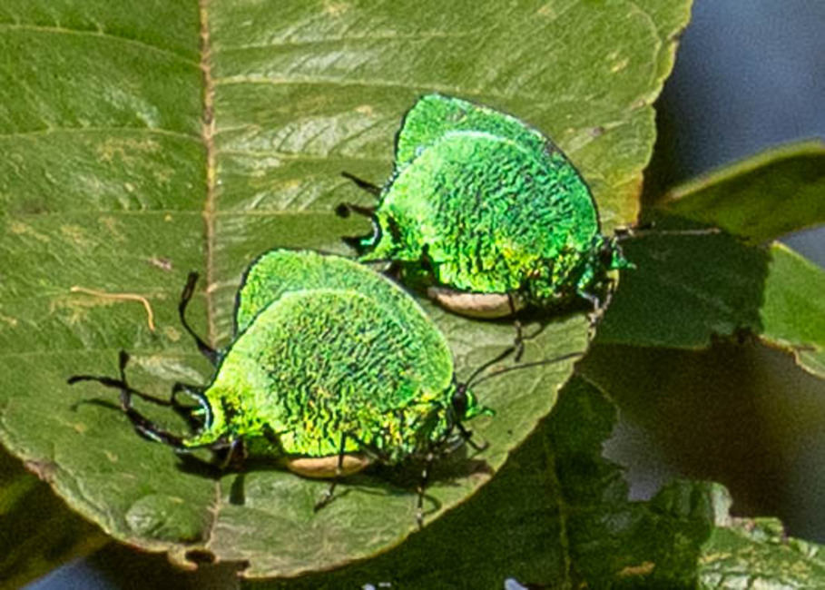 The butterfly Arcas imperialis photographed in Satipo Club Social,Peru