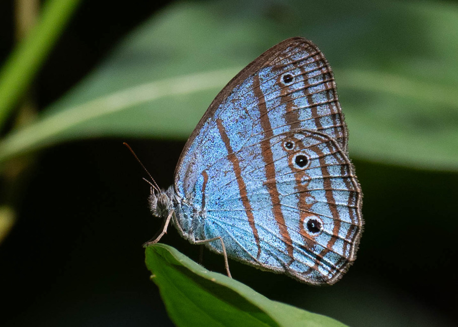 The butterfly Caeruleuptychia coelestis photographed in Rio Bertha, Marankiari,Peru