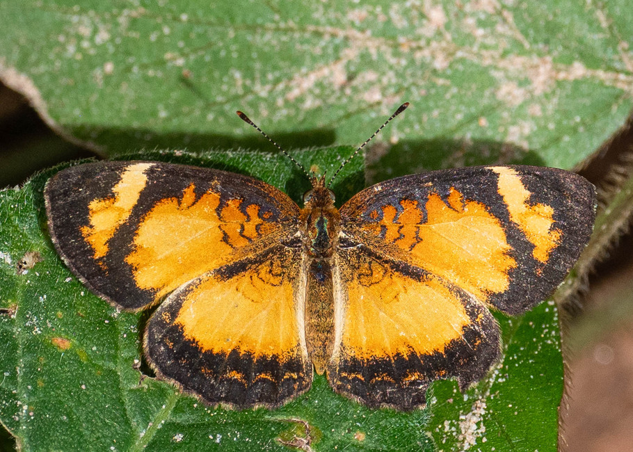The butterfly Ortilia gentina photographed in Rio Bertha, Marankiari,Peru