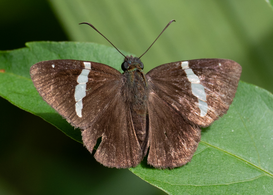 The butterfly Autochton itylus photographed in Rio Bertha, Marankiari,Peru