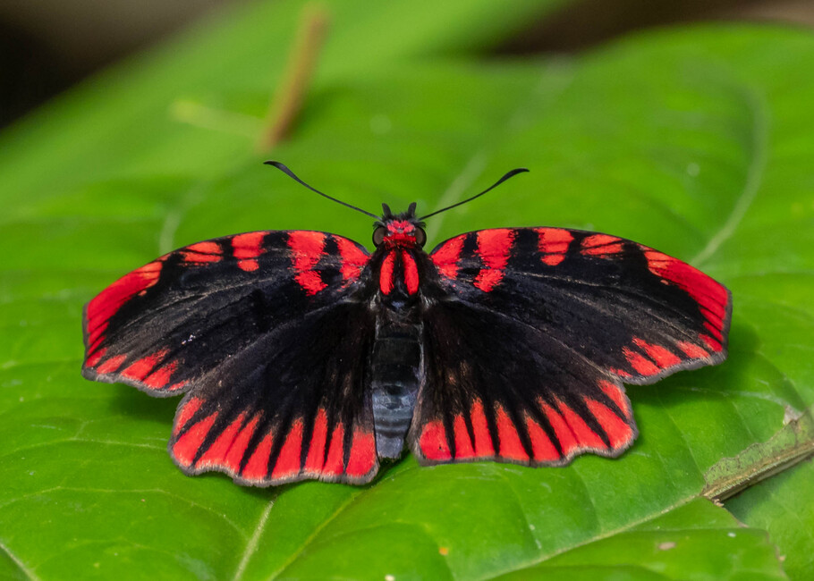 The butterfly Haemactis sanguinalis photographed in Rio Bertha, Marankiari,Peru