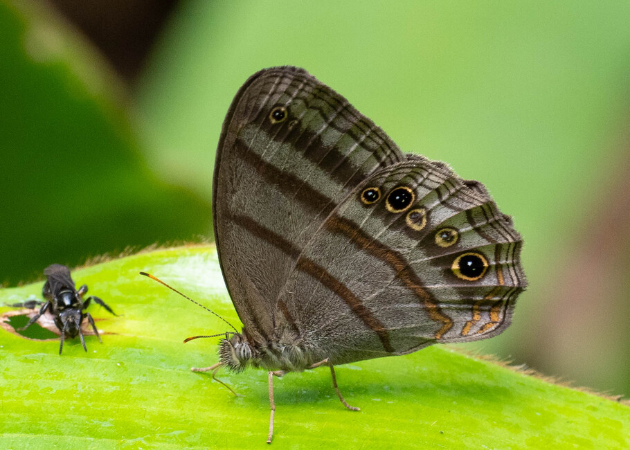 The butterfly Deltaya (Magneuptychia) ocypete photographed in Rio Bertha, Marankiari,Peru
