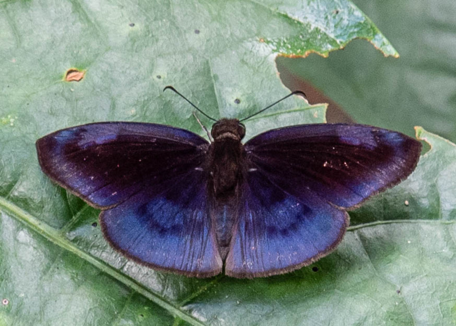 The butterfly Anastrus neaeris photographed in Rio Bertha, Marankiari,Peru
