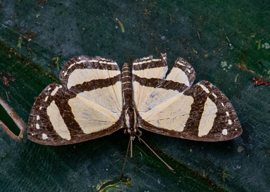 The butterfly Hyphilaria nicia photographed in Rio Bertha, Marankiari,Peru