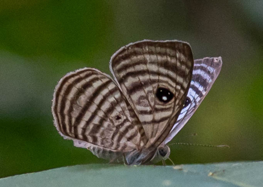 The butterfly Mesosemia jucunda photographed in Rio Bertha, Marankiari,Peru