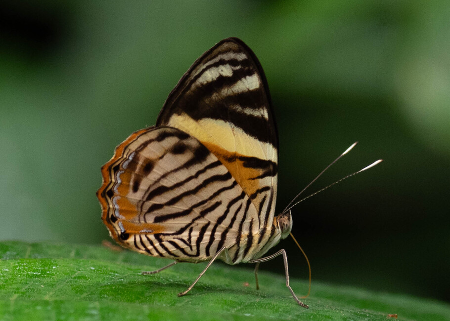 The butterfly Tigridia acesta photographed in Rio Bertha, Marankiari,Peru