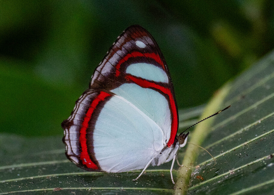 The butterfly Pyrrhogyra crameri hagnodorus photographed in Rio Bertha, Marankiari,Peru