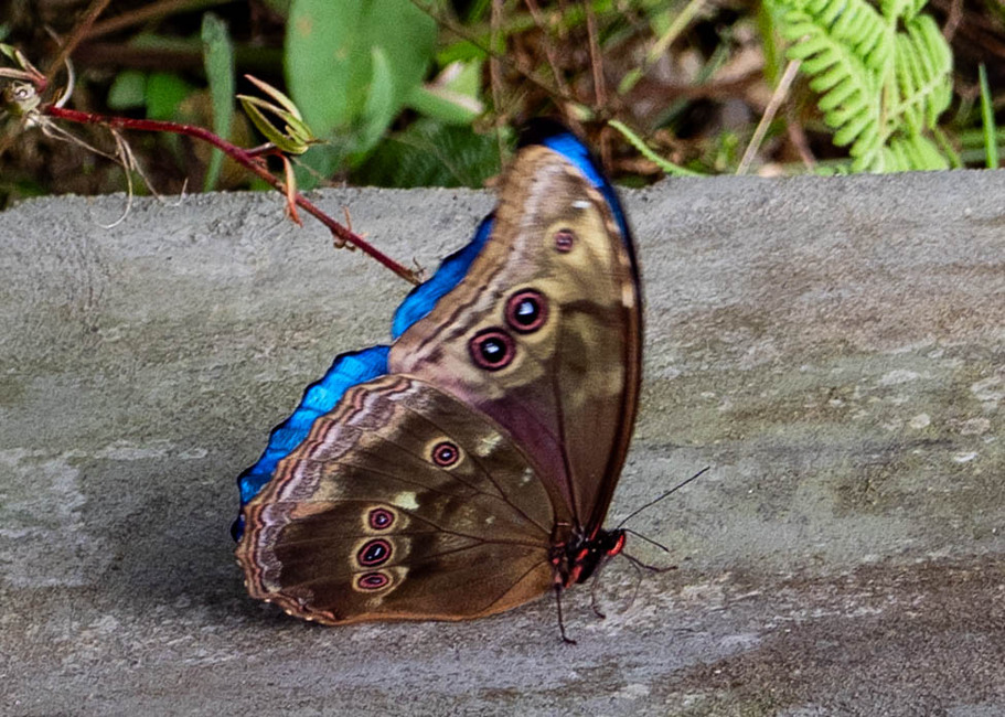 The butterfly Morpho menelaus menelaus photographed in Satipo River,Peru