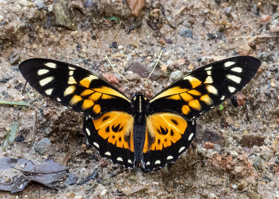 The butterfly Papilio zagreus chrysoxanthus photographed in Satipo River,Peru