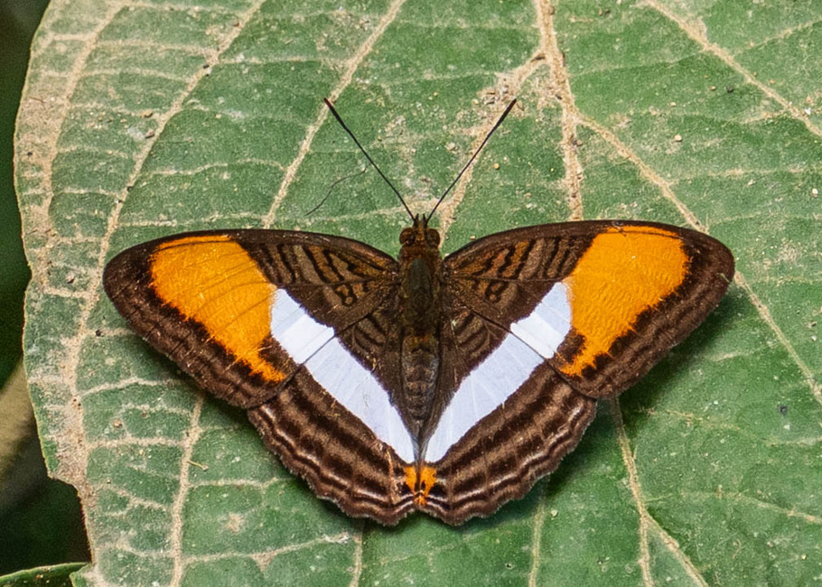 The butterfly Adelpha cytherea cytherea photographed in Satipo River,Peru