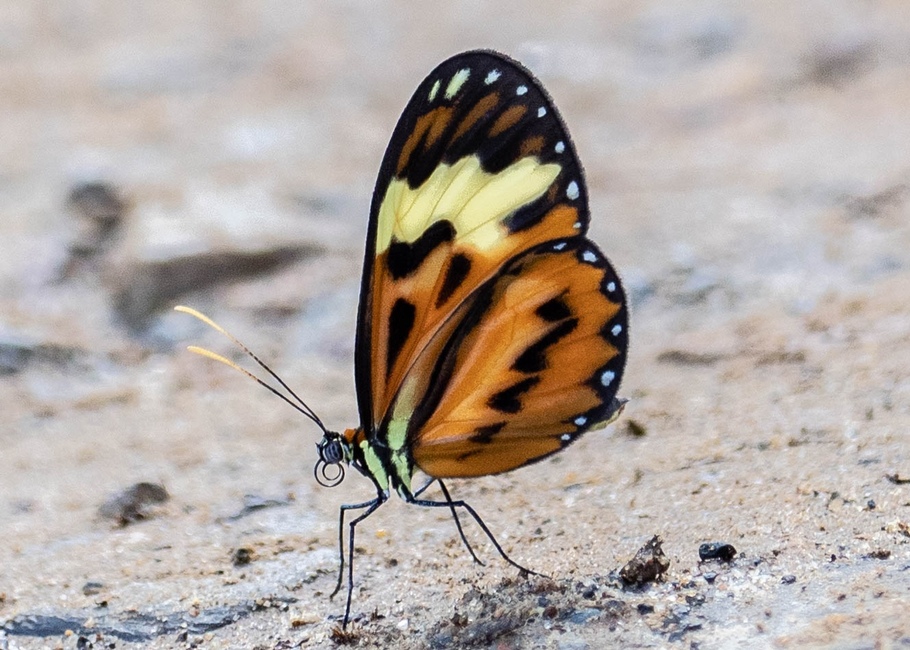 The butterfly Hypothyris cantobrica schunkeae photographed in Satipo River,Peru