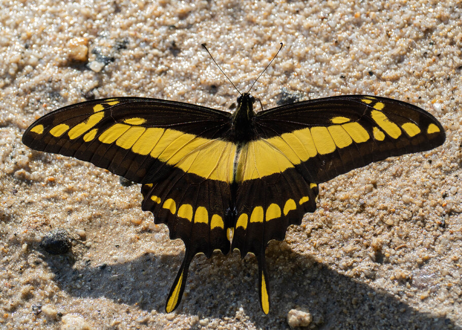 The butterfly Heraclides thoas cinyras photographed in Satipo River,Peru