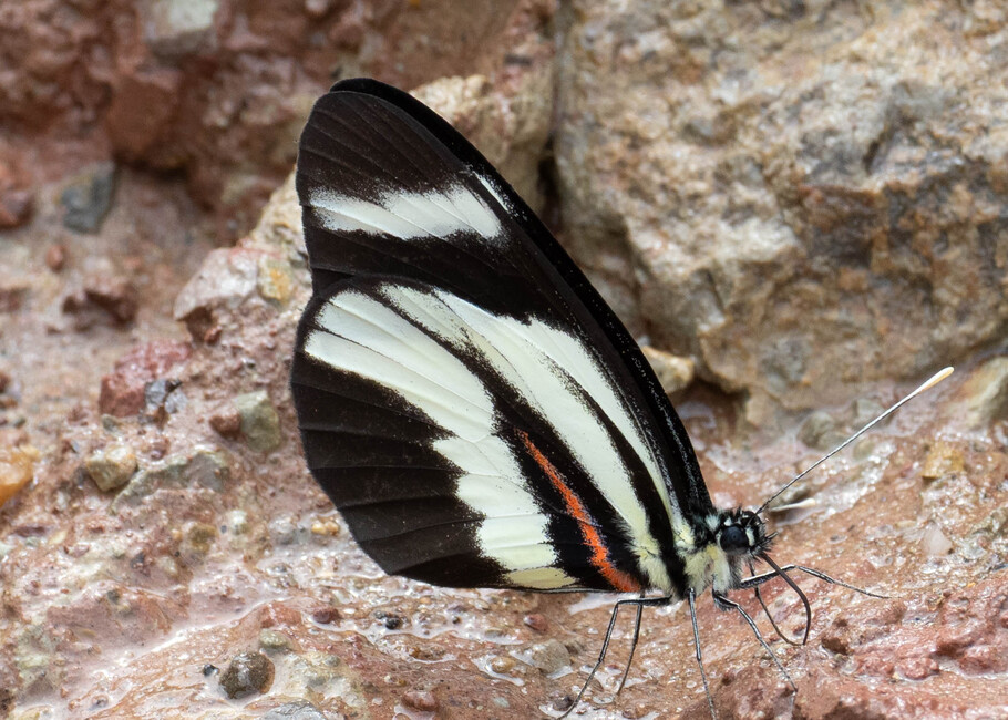 The butterfly Perrhybris lorena photographed in Meretari, Puerto Ocopa,Peru