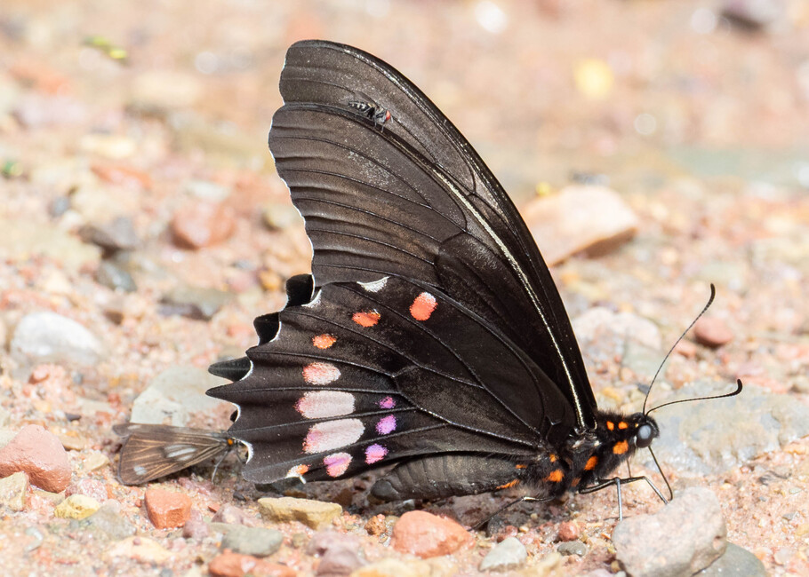 The butterfly Heraclides anchisiades anchisiades photographed in Meretari, Puerto Ocopa,Peru