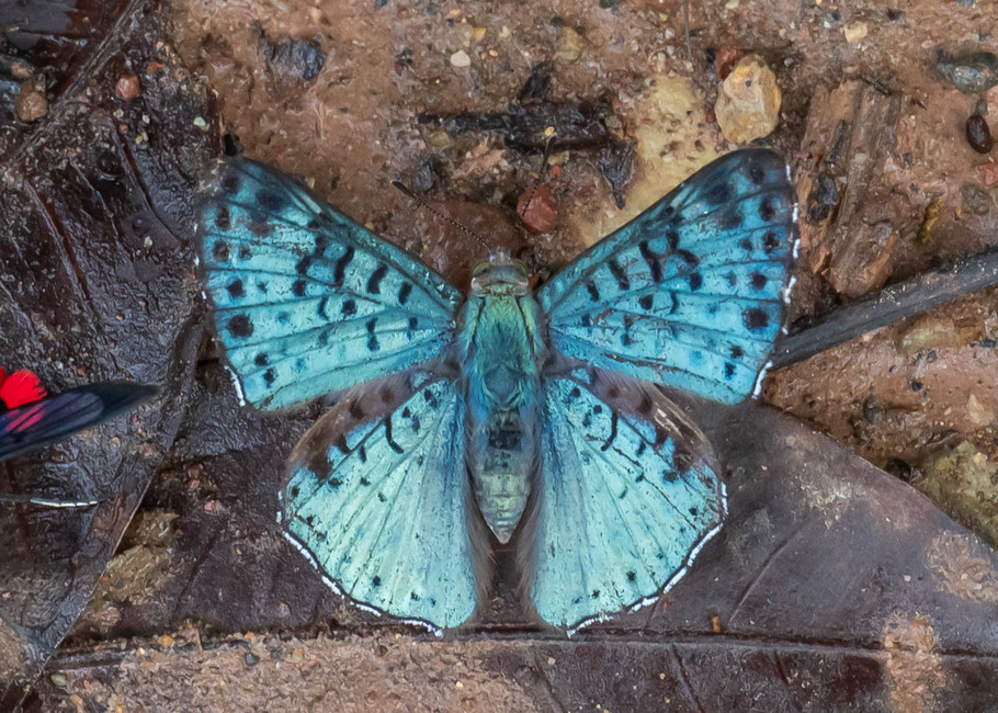 The butterfly Lasaia meris photographed in Meretari, Puerto Ocopa,Peru