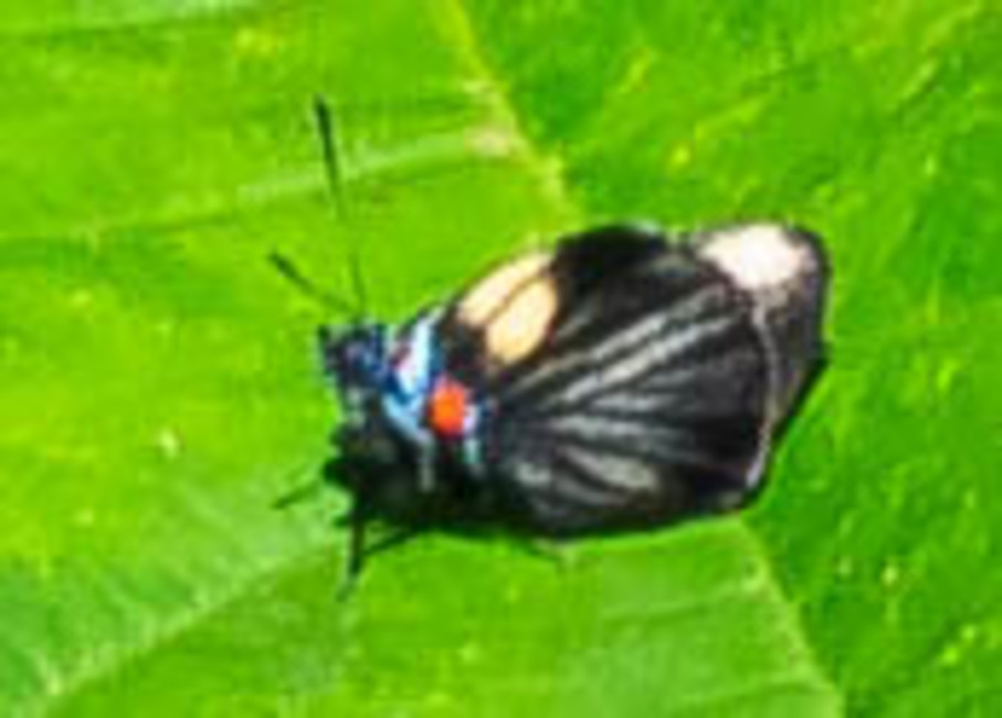 The butterfly Ipidecla schausi photographed in Meretari, Puerto Ocopa,Peru