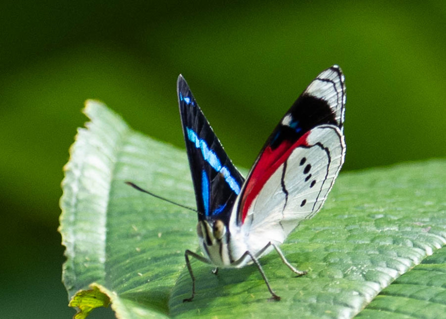 The butterfly Perisama alicia photographed in Alto Capirushari, Mazamari,Peru
