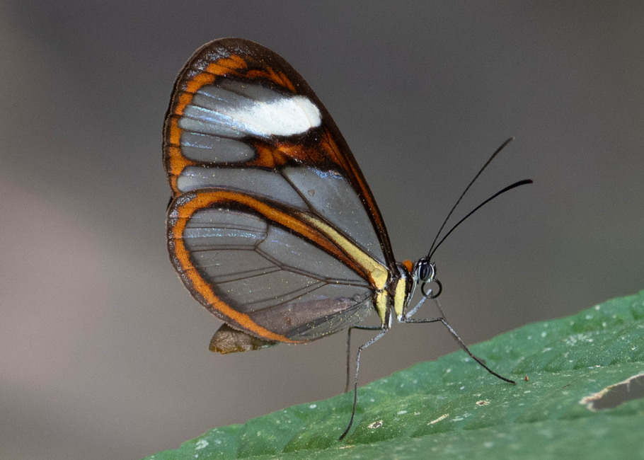 The butterfly Ithomia agnosia photographed in Alto Capirushari, Mazamari,Peru