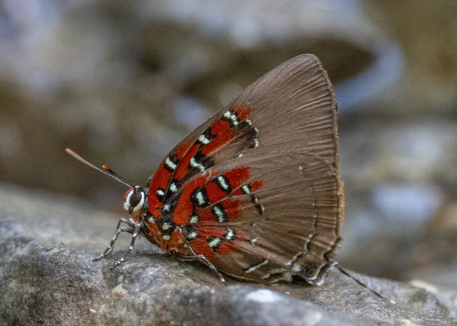 The butterfly Brangas caranus or getus photographed in Alto Capirushari, Mazamari,Peru