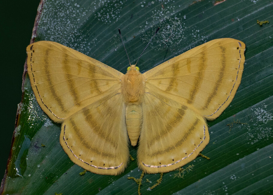 The butterfly Astraeodes areuta photographed in Alto Capirushari, Mazamari,Peru