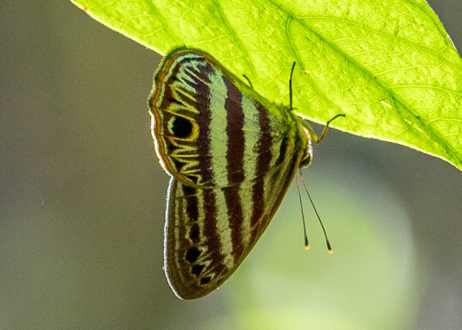 The butterfly Euselasia orfita photographed in Satipo area,Peru