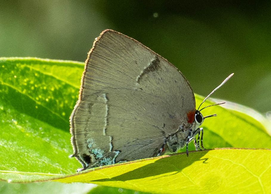 The butterfly Panthiades bitias photographed in Mariposa, Santa Anna Bridge,Peru