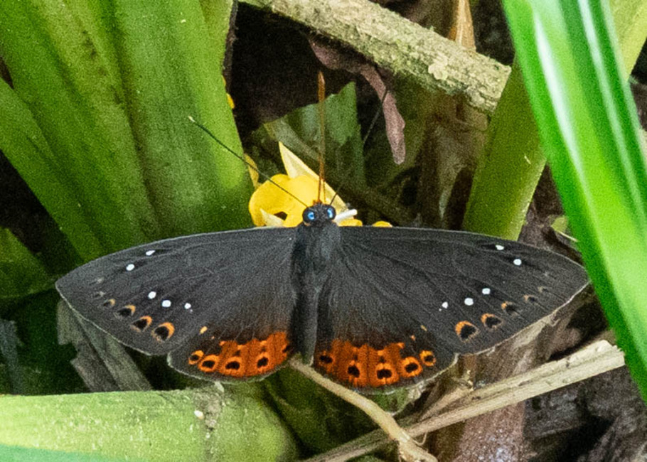 The butterfly Eurybia albiseriata stellifera photographed in Mariposa, Santa Anna Bridge,Peru