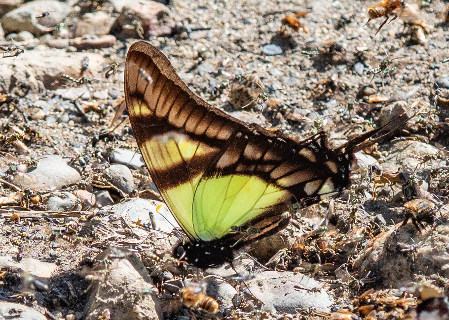 The butterfly Eurytides serville serville photographed in RIo Pampa Hermosa,Peru