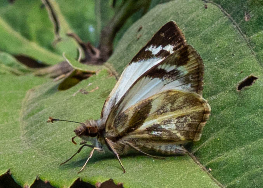 The butterfly Heliopetes libra photographed in Mariposa, Santa Anna Bridge,Peru