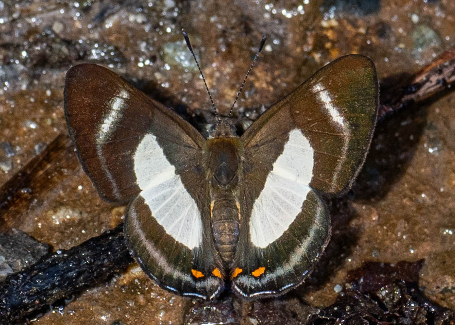 The butterfly Siseme alectryo  lucilius photographed in Yanachaga- Chemillen Park,Peru