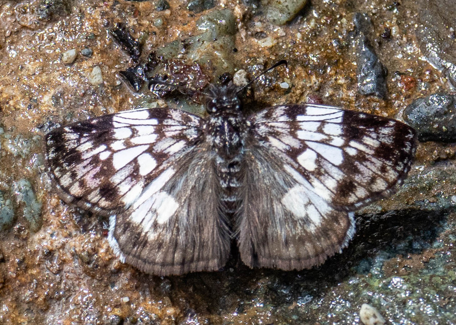 The butterfly Potamanaxas laoma photographed in Yanachaga- Chemillen Park,Peru