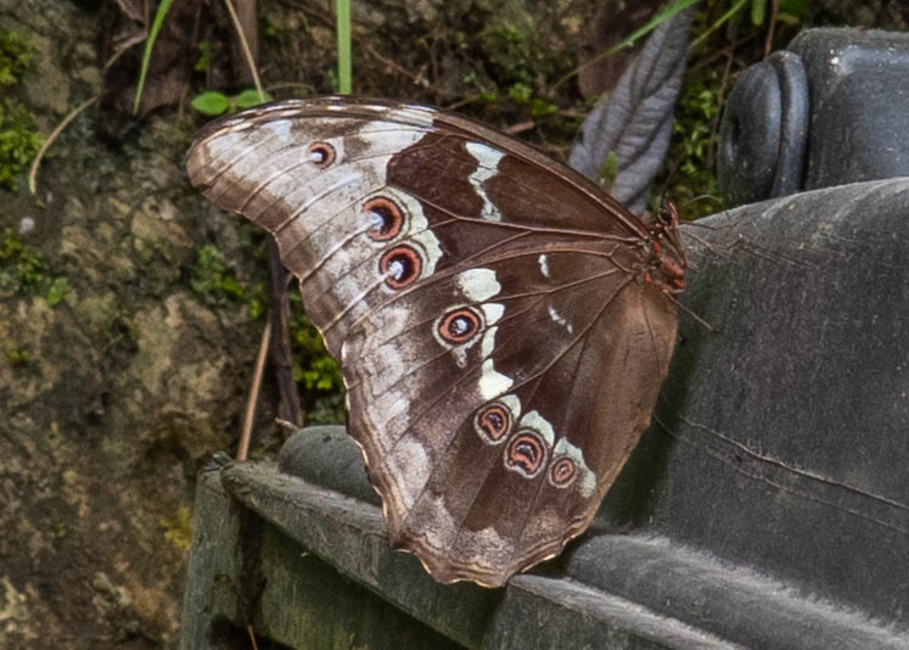 The butterfly Morpho menelaus didius photographed in Yanachaga- Chemillen Park,Peru