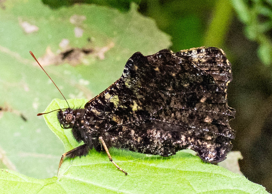 The butterfly Steroma superba photographed in Yanachaga- Chemillen Park,Peru