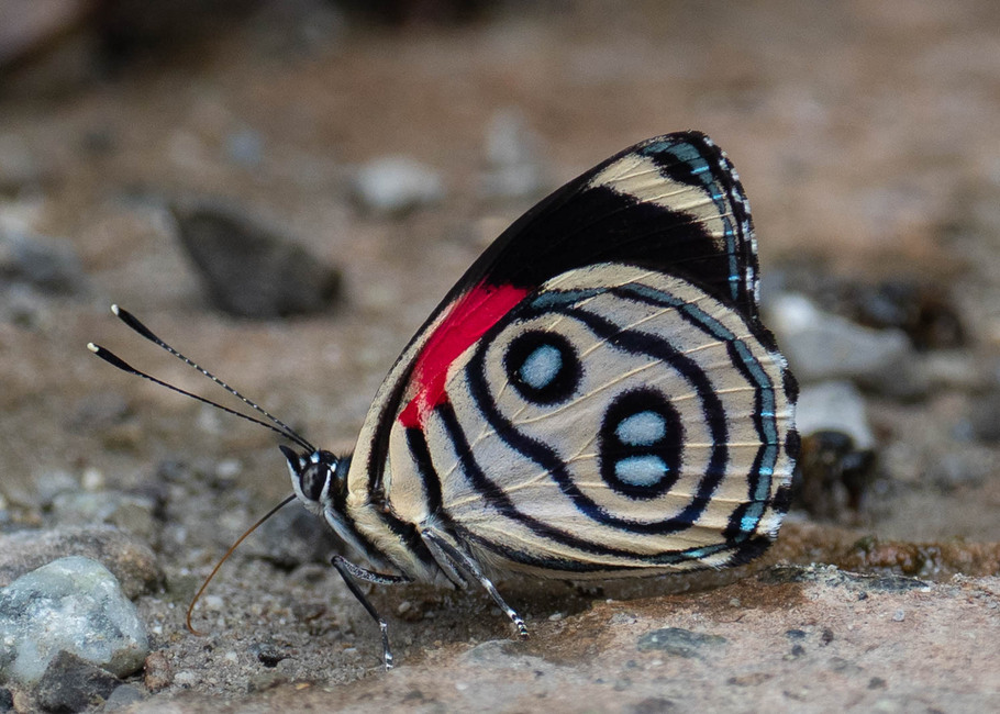 The butterfly Callicore hystaspes discrepans photographed in Yanachaga- Chemillen Park,Peru