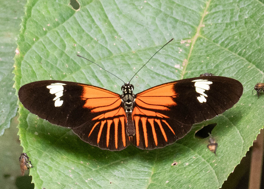 The butterfly Heliconius melpomene malleti photographed in Yanachaga- Chemillen Park,Peru