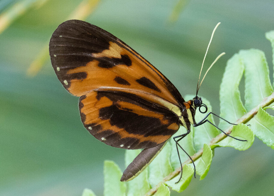 The butterfly Hypothyris euclea cf. callanga photographed in Mt. Palmatambo, Pozuzo,Peru