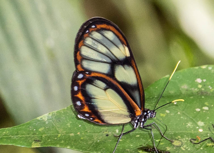The butterfly Godyris zavaleta photographed in Mt. Palmatambo, Pozuzo,Peru