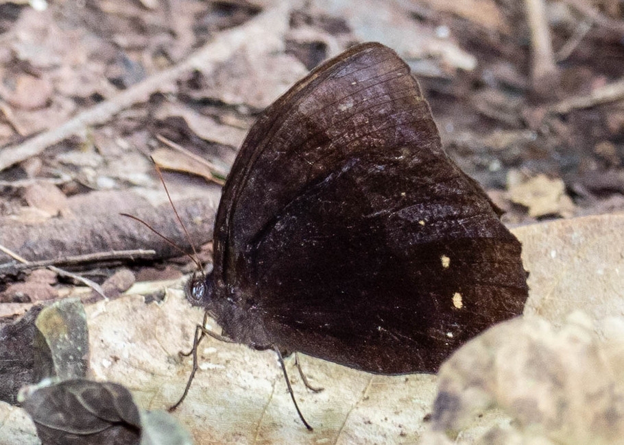 The butterfly Taygetis echo photographed in Mt. Palmatambo, Pozuzo,Peru