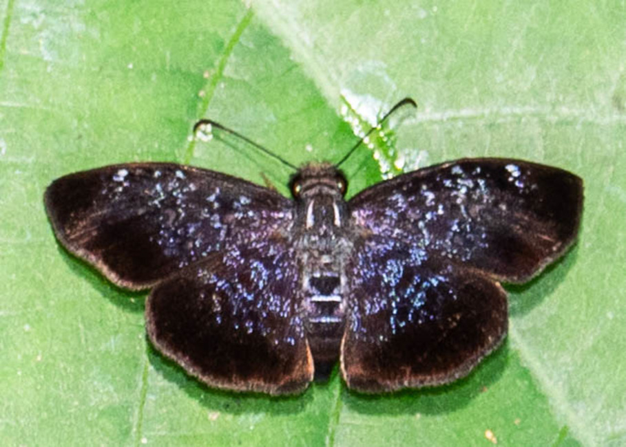 The butterfly Sostrata pusilla photographed in Mt. Palmatambo, Pozuzo,Peru