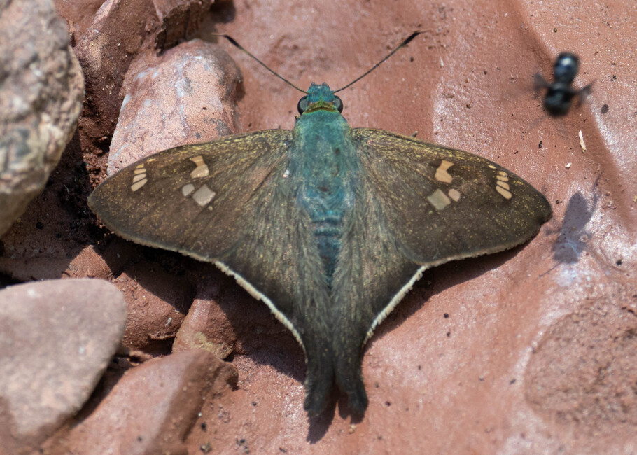 The butterfly Ectomis auginus photographed in Mt. Palmatambo, Pozuzo,Peru