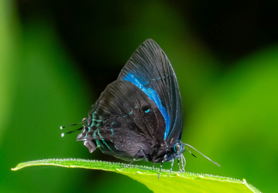 The butterfly Denivia hemon photographed in Mt. Palmatambo, Pozuzo,Peru